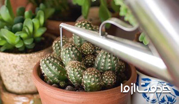  اصول نگهداری کاکتوس در خانه -آب کافی 